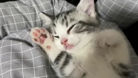Adopted Kitty Having A Blast Playing Around The House