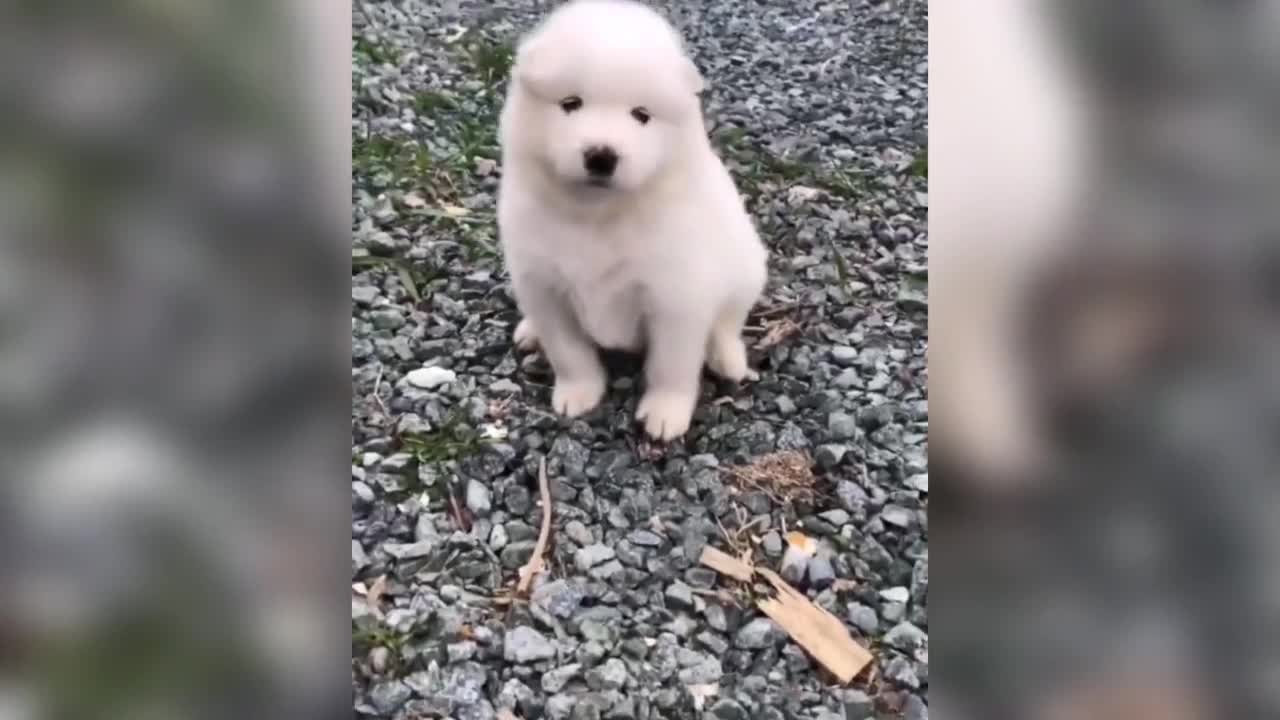 Funny Husky Puppie