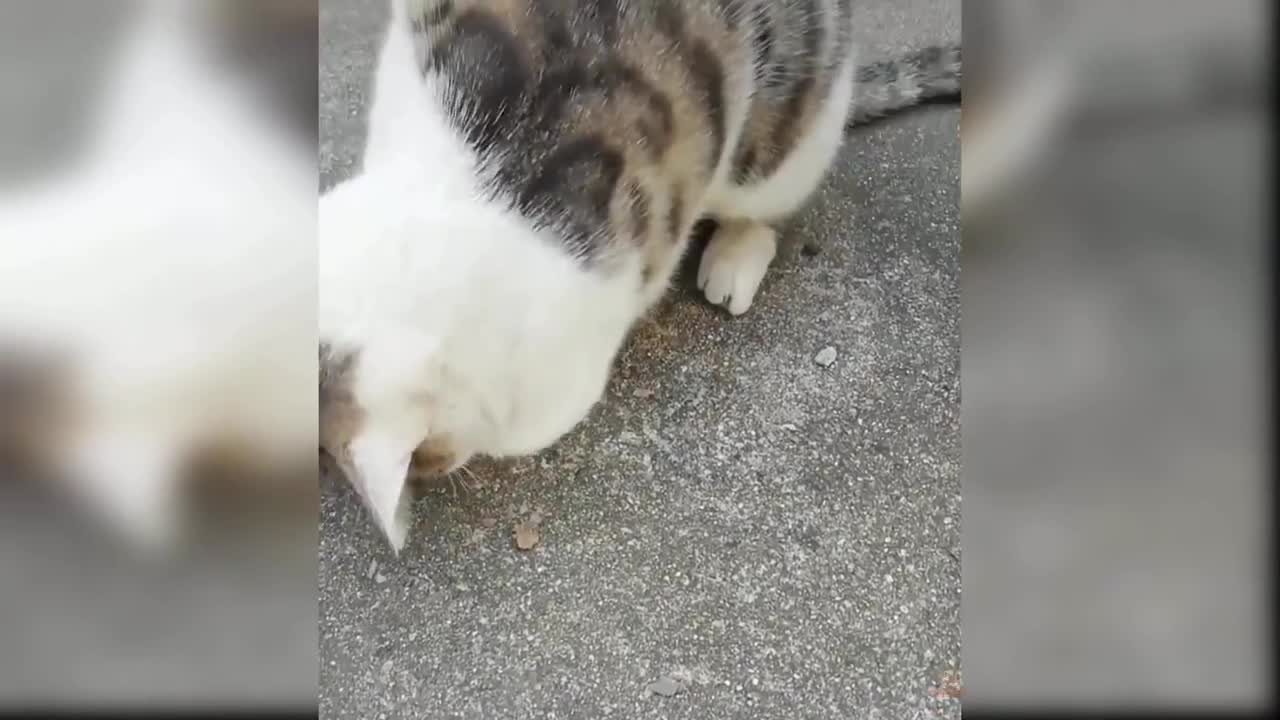 Cute cats
