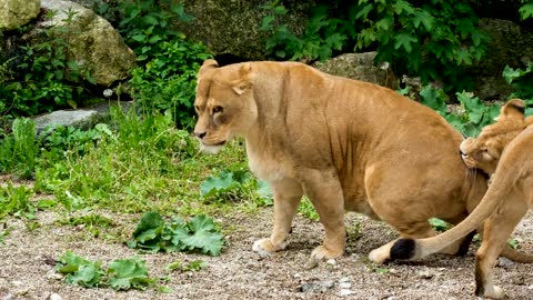 Lioness Playing