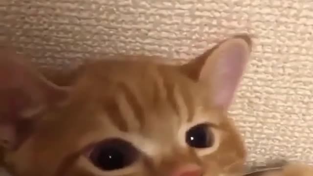 Cute cats enjoys hide and seek