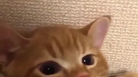 Cute cats enjoys hide and seek