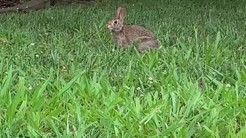 GET OUT OF MY HARE