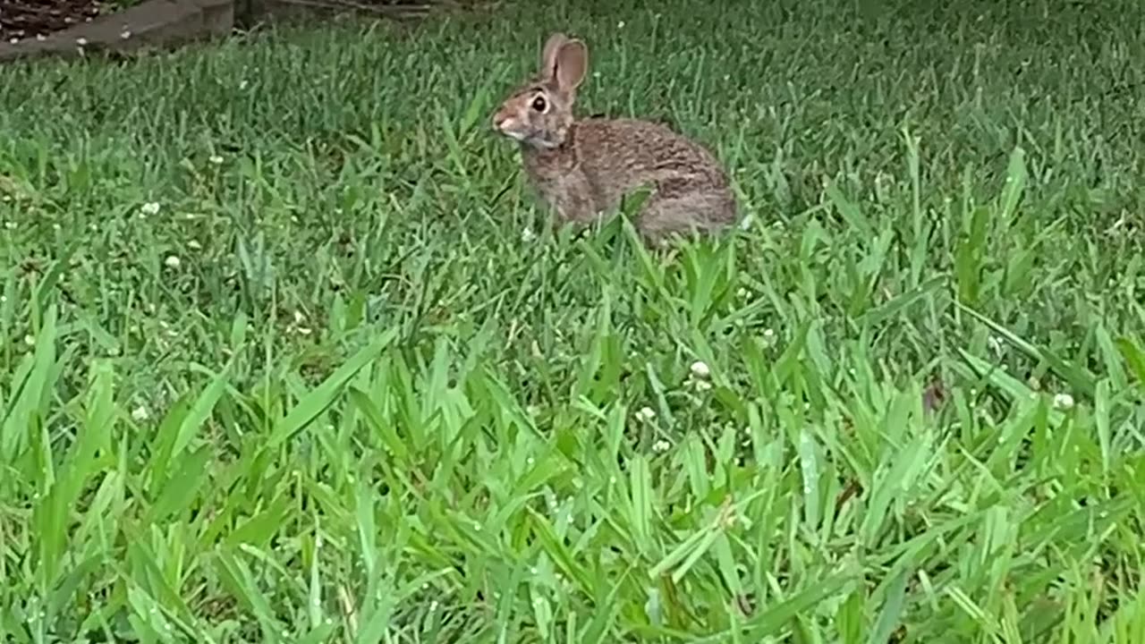 GET OUT OF MY HARE