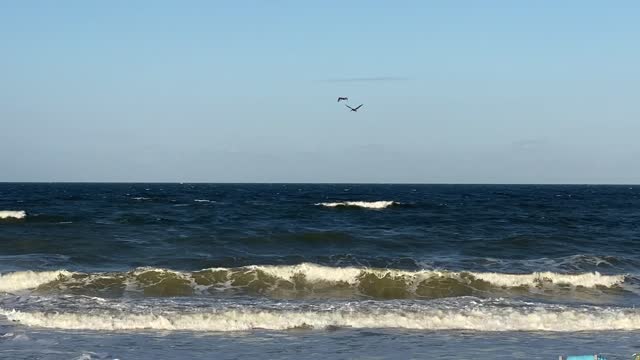 PVB Pelican Diving - 1