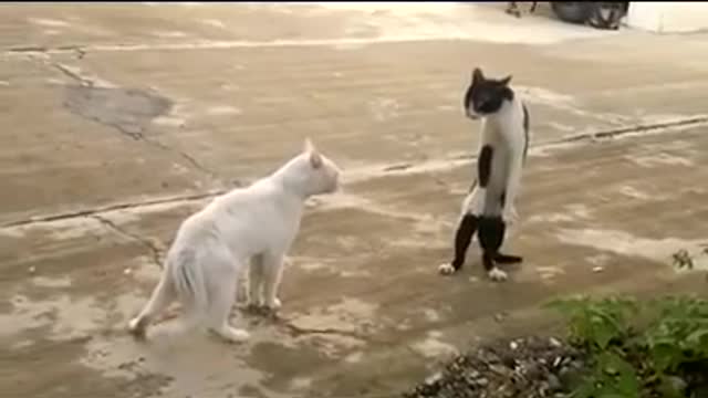 Stand up cat on two legs