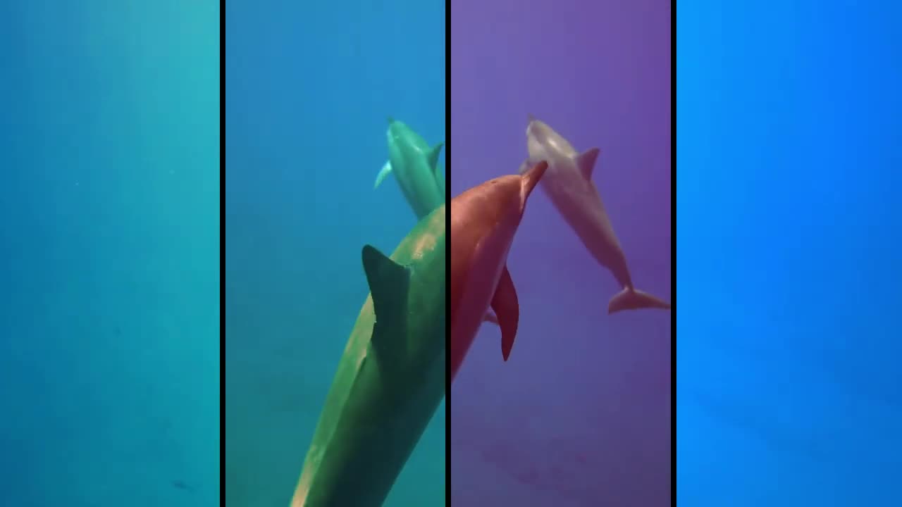 How beautiful dolphins are funny animal