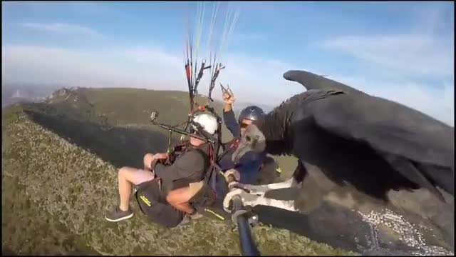 Vulture hitches ride on selfie stick