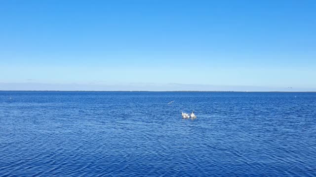 Birds of Lake Marchica