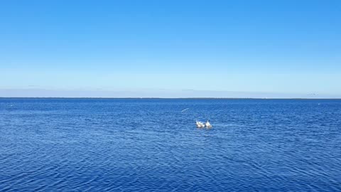 Birds of Lake Marchica