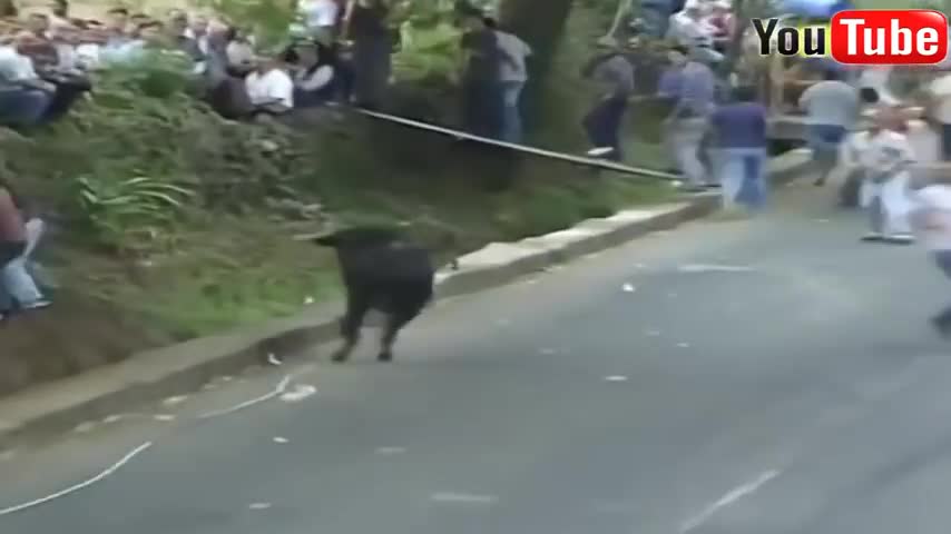 BEST FUNNY BULL FAILS