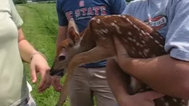 Crying buck fawn