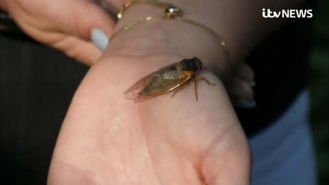 United States: Trillions of cicadas emerge from the ground for first time in 17 years | ITV News