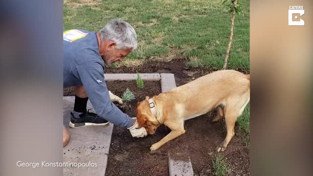 Sweet Dog Helps Owner Dig Holes