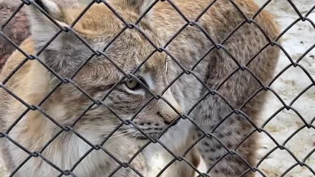 A very beautiful lynx in the Moscow zoo.