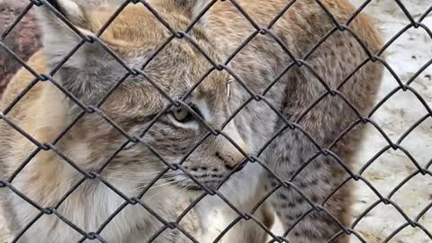 A very beautiful lynx in the Moscow zoo.