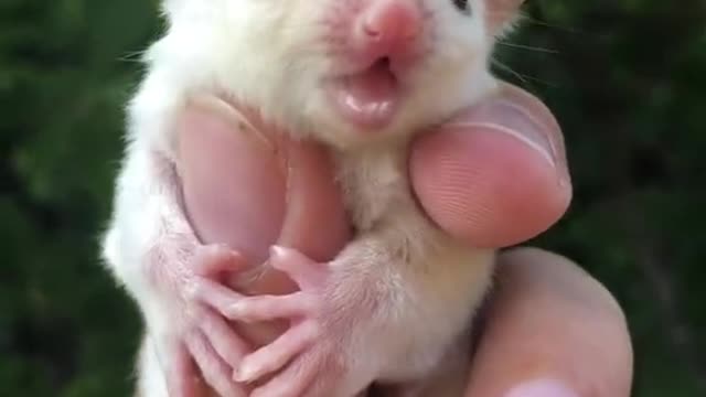 Funny Animal Videos that Make Me Burstnto Tears Laughing (CUTE) #shorts