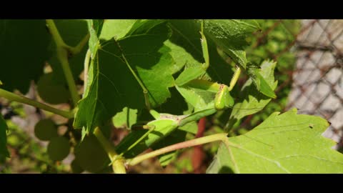 NATURE LIFE VIEW