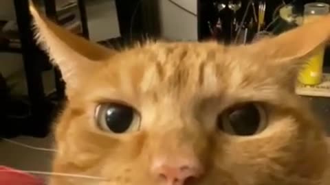 📹 19 😹 🐶 best funny animals