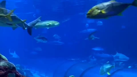 Journey in the fish tunnel -3-