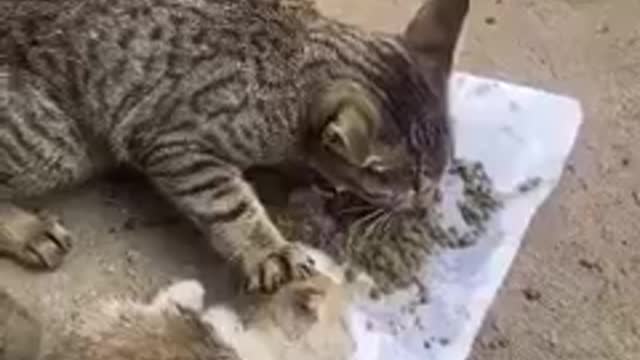 Cat eat