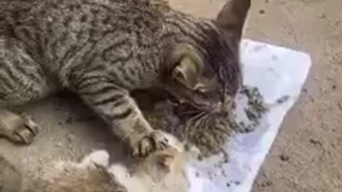 Cat eat