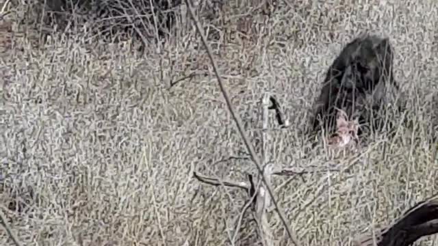 Sneaky Baboons carrying off the remains of a hunt