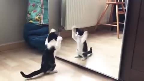 Funny cat video