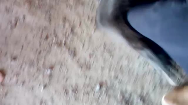 My dog Roy wants to play