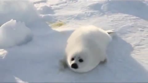 Baby snow white seal
