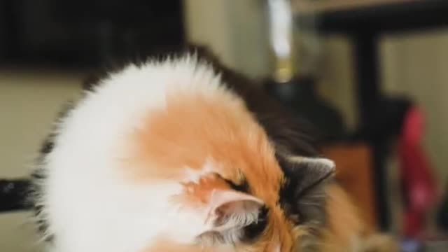 Cute Cat Video #Most Beautiful Cat 😻 🐈⬛ Video #Status #Funny Video #2022😍🥰🤩