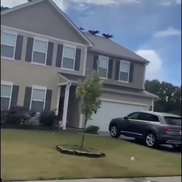 Giant Birds in Virginia USA