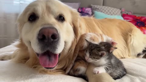 Cute Tiny Kittens and Golden Retriever