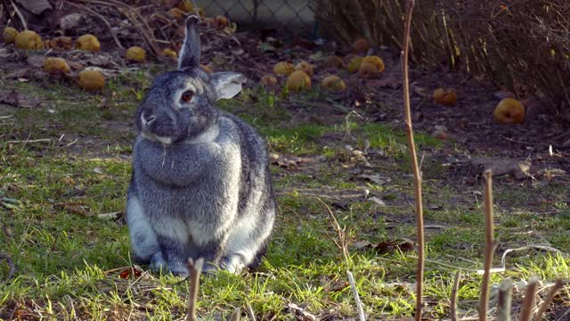 Hare Rabbit Apples Garden