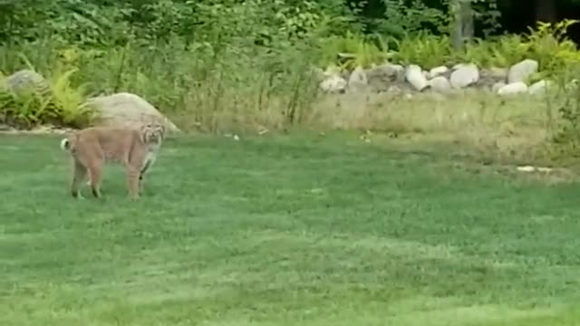 Bobcat Strolls Through Backyard