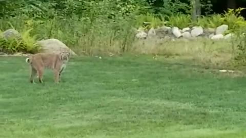 Bobcat Strolls Through Backyard