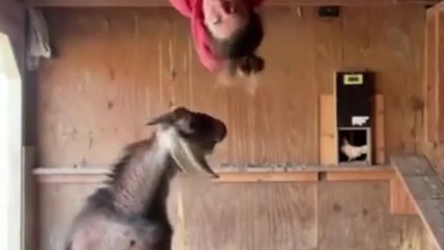Chased by a goat