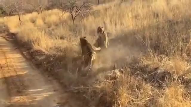 The_Best_Battles_Between_Animals_Top_View