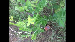 Sweeter After Winter Frost Wild Parsnip June 2021