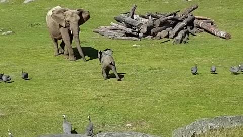 Funny little elephant