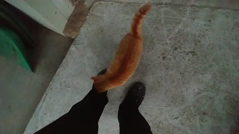 Meow, the cat that follows me around.