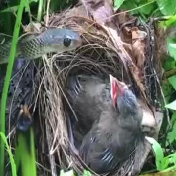 OiseauOiseau avec oiseau