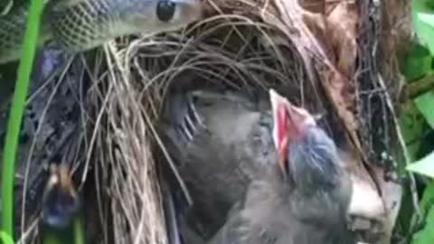 OiseauOiseau avec oiseau