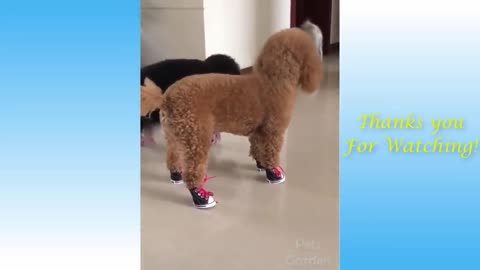 My Dog's Funny Walking Style