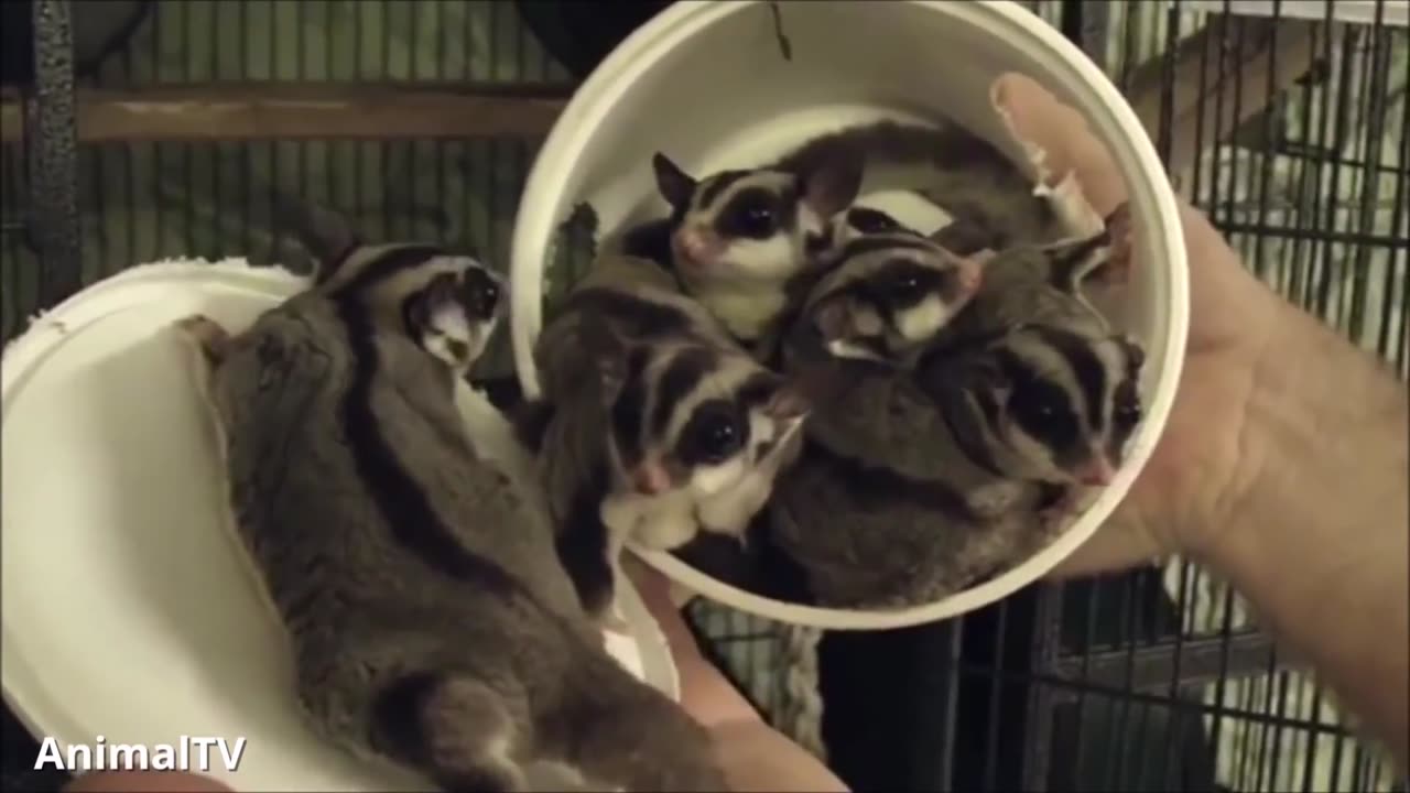 Wonderful Animals Part 19