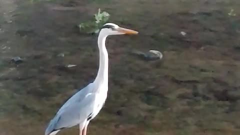 a heron attracts people's attention