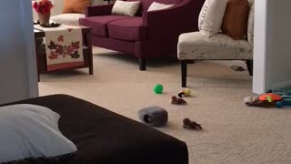 Brown dog running around in living room