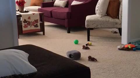Brown dog running around in living room