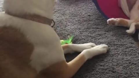 Small Kitten Playing with Dogy