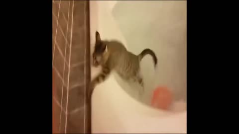 Poor Funny Fail 2021 - Scared Cat in WATER